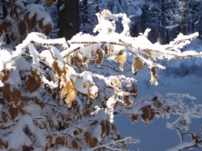 Zima w Beskidach - Szyndzielnia