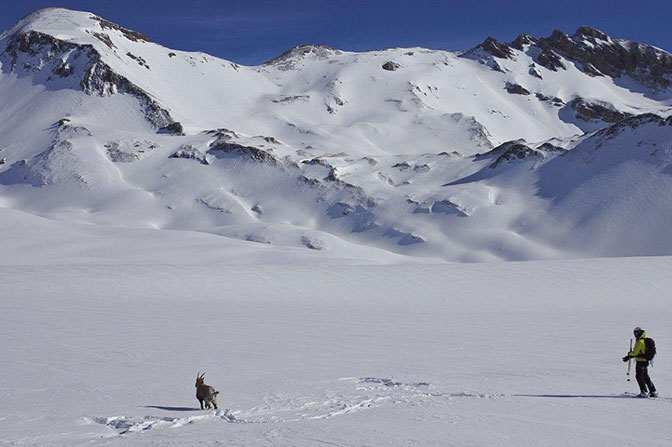 Heliskiing i freeride safari w Dolinie Aosty. La Thuile, Monterosa, Valgrisenche