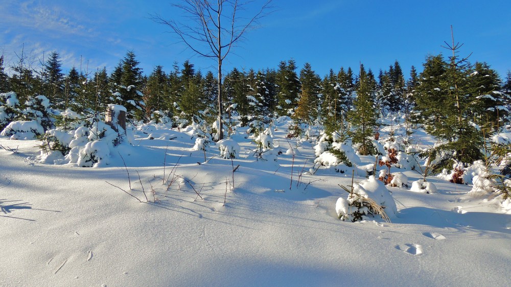 DSCN4458.JPG