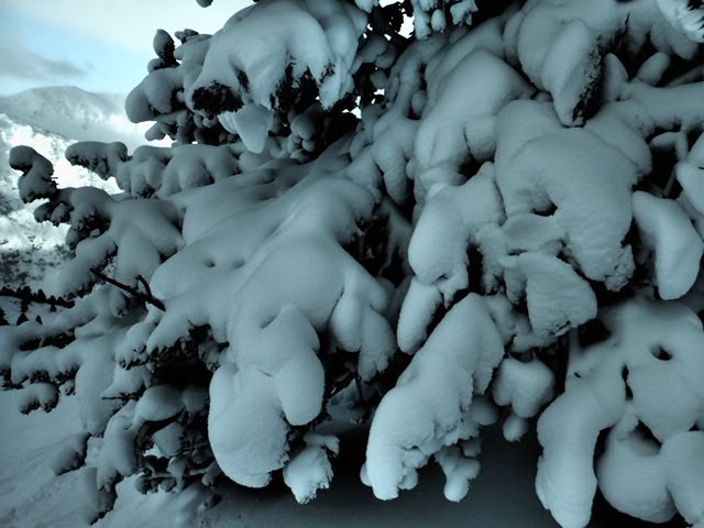 OI000193.jpg