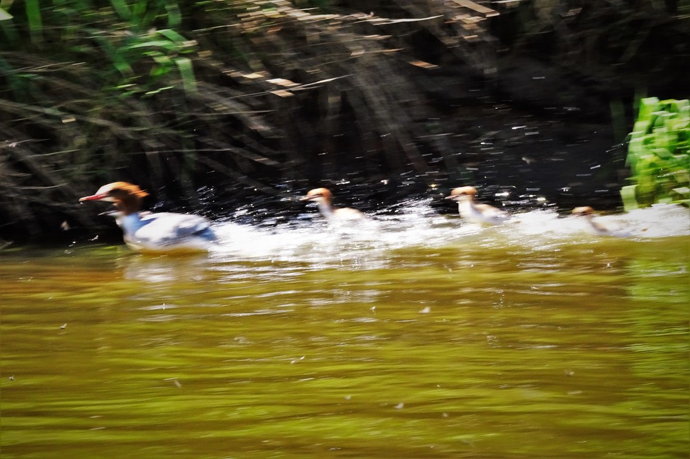 DSC03961.thumb.JPG.06a3591aba2db2b0eb02a4d792f0c870.JPG