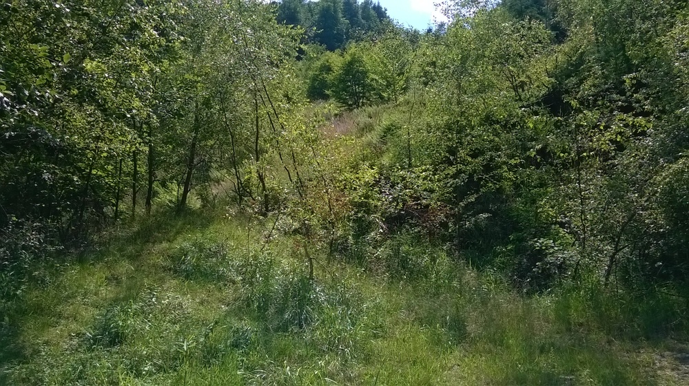 WP_20170709_016.thumb.jpg.eef5c489b0edf5819335edeec01f7895.jpg
