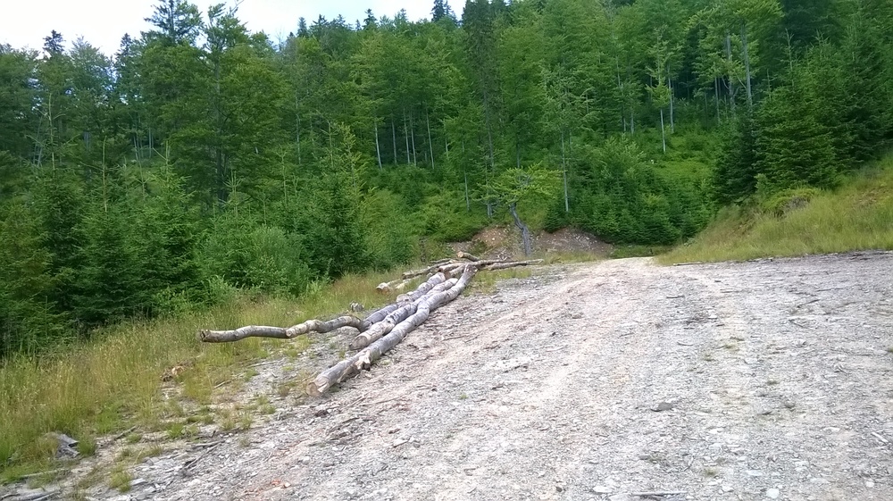 WP_20170716_016.thumb.jpg.52ecd156ff840b245f0178b635f96789.jpg