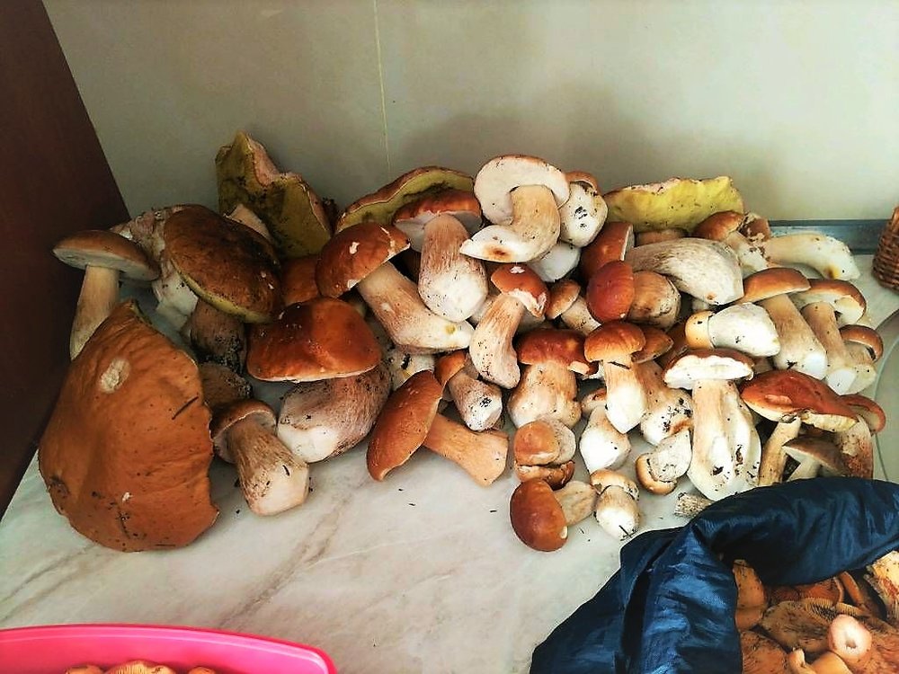 5.thumb.jpg.dae0953562005ec77dd6fe83f9bdd76e.jpg