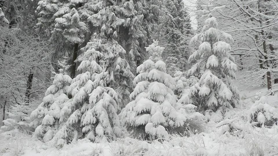 9.jpg.5fd8eeb15f52214cf48491726c86e711.jpg