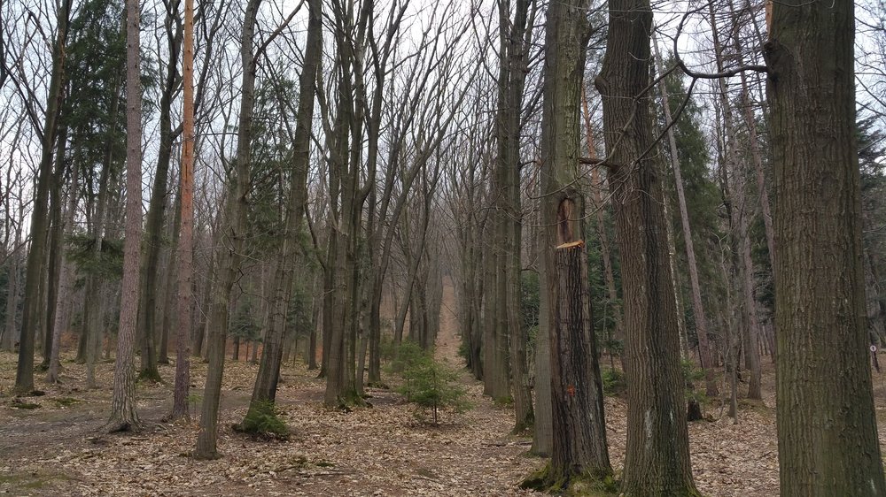 20180407_170424.jpg