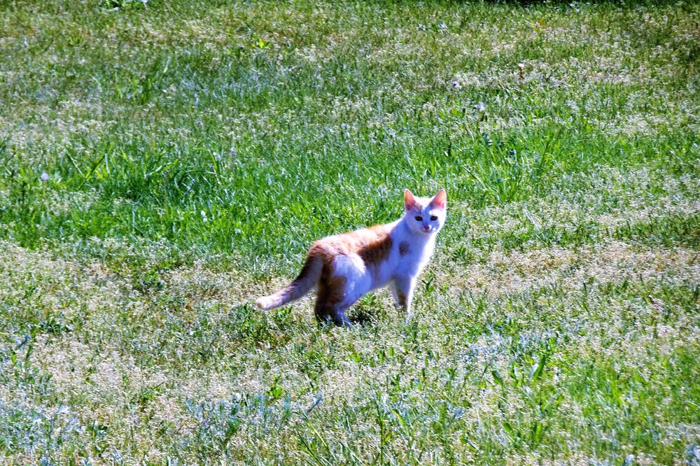 DSC01395.thumb.JPG.4757d10f2ae09448567cfee9c58fa257.JPG