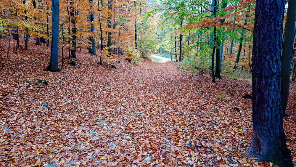 DSC_1199.thumb.jpg.260fe812a93072478b6655e01300e4cd.jpg