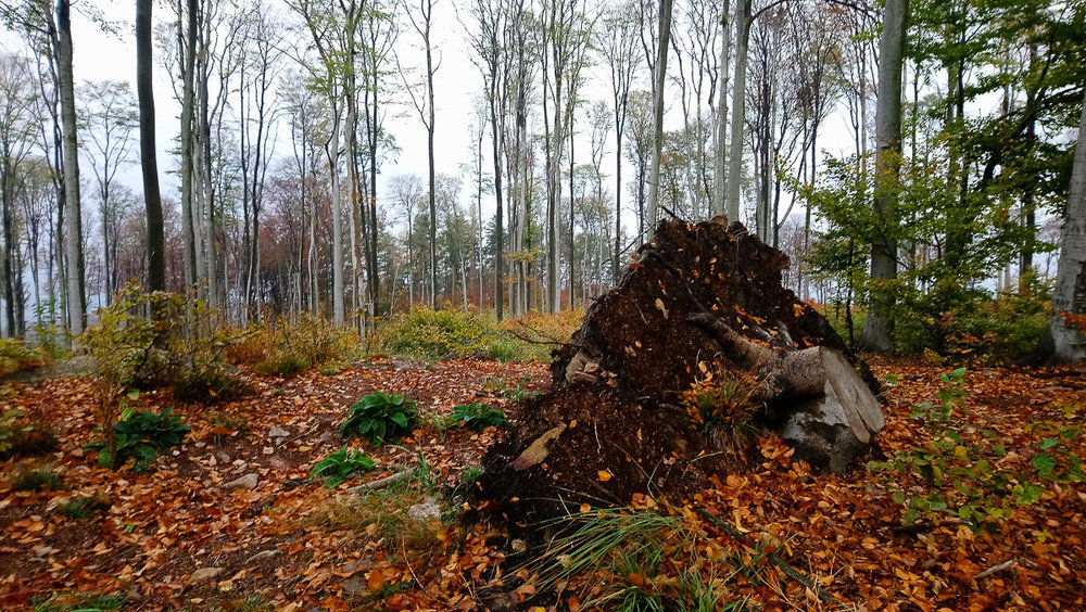 DSC_1213.thumb.jpg.d0ab82bf897e049f094c019c45f02af7.jpg