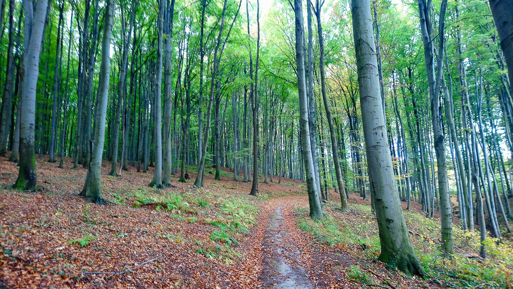 DSC_1248.thumb.jpg.8b5bd59295b59b50ce37c16e360d354b.jpg