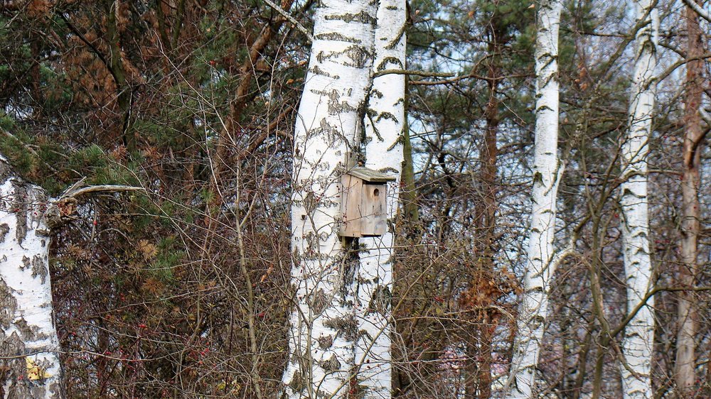 DSC07094.thumb.JPG.60816ada5a67a0576dc5cc136f926e14.JPG