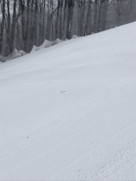 IMG_1457.thumb.jpeg.c92c69d5f30723607cbcf397eaa9fc24.jpeg