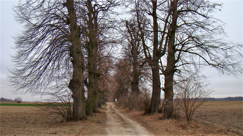 DSC07195.thumb.JPG.47bc8588c906233524ef6b09d80b159c.JPG
