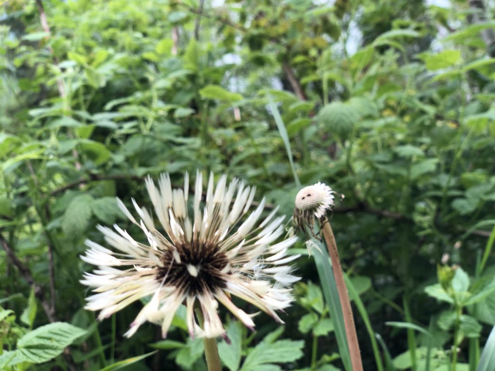BDE50D29-92AF-41FB-970B-43D5989C8BA3.jpeg