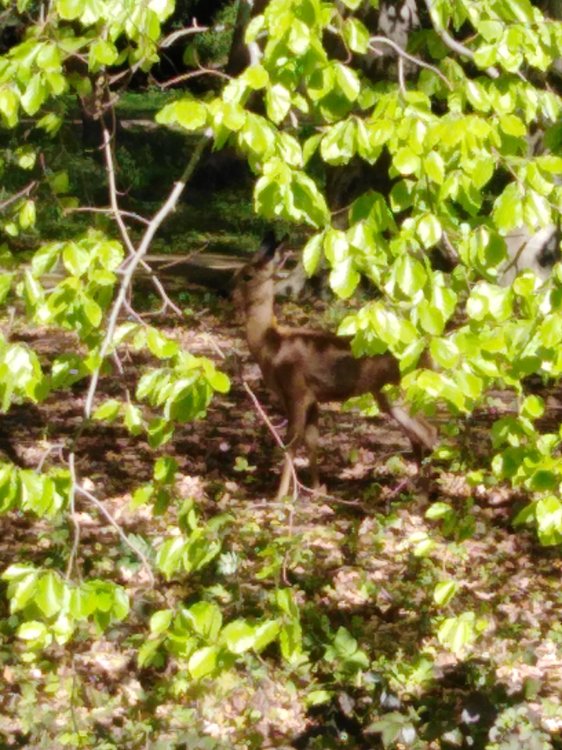 IMG_20190503_150428.jpg