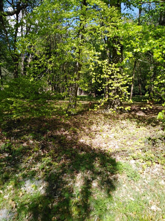 IMG_20190503_150453.jpg