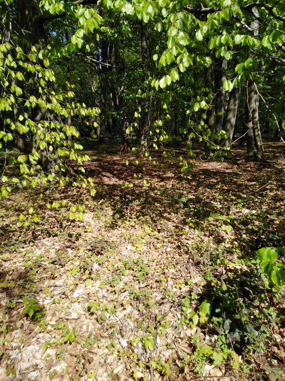 IMG_20190503_150507.jpg