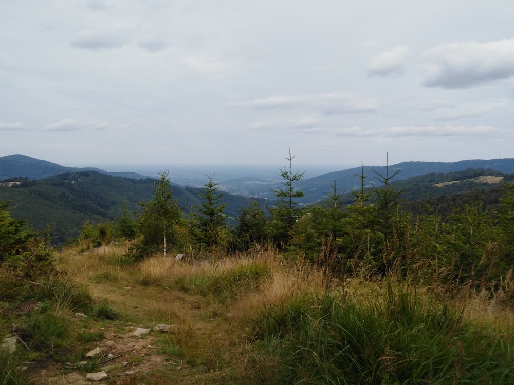 IMG_20190818_110527.jpg