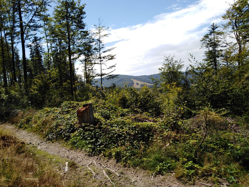 IMG_20190818_131127.jpg