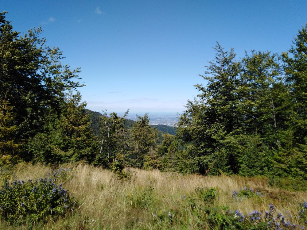IMG_20190818_144239.jpg