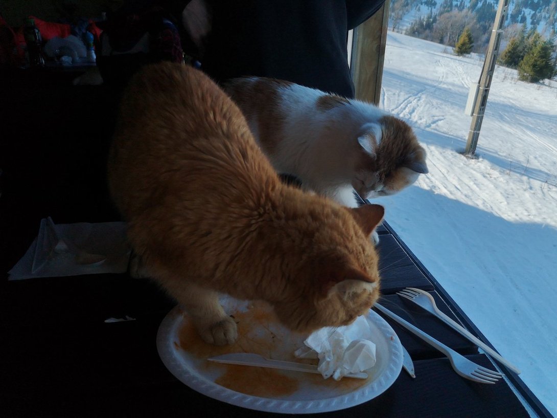 IMG_20200115_114519.thumb.jpg.2fa5fc08def77dbdfe2c284c6b5a4007.jpg