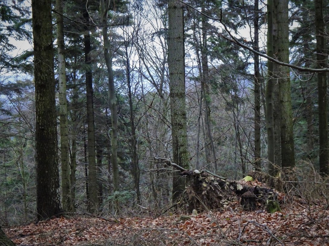 DSC04125.thumb.JPG.b356cf89a9899f87a39a8378308cfa7d.JPG