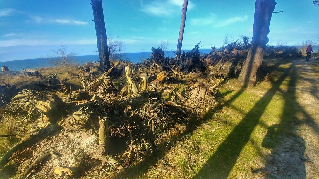 20200317_144541_HDR-01.jpeg
