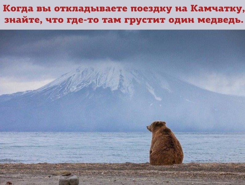 682743967_Kamczatkaniedwied.jpg.733756a1e62df9c3838f71a32c8b3243.jpg