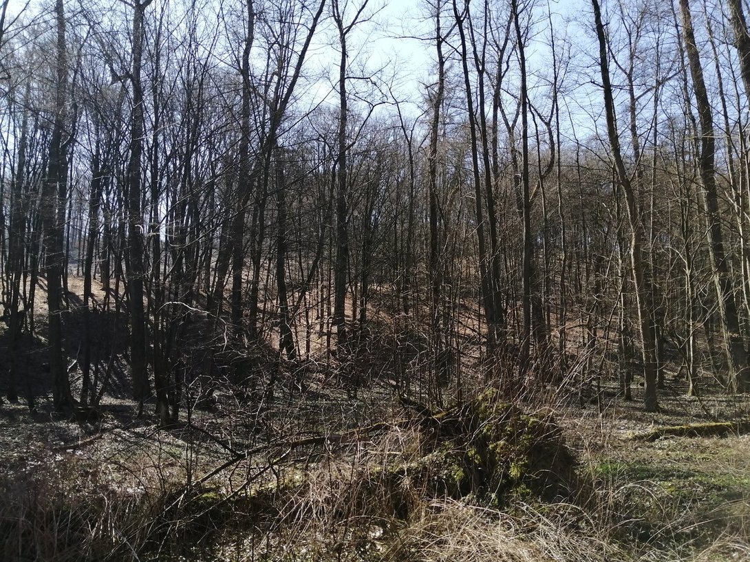 IMG_20200315_113144.jpg