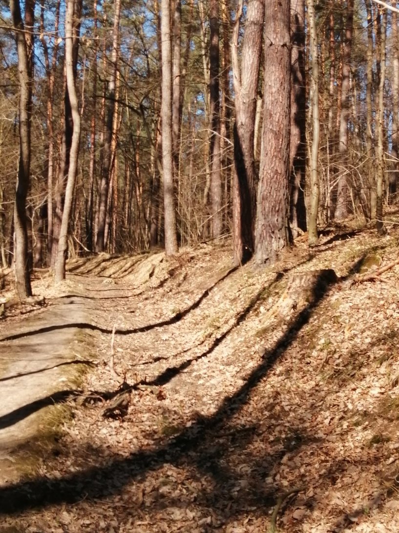 IMG_20200315_121557.jpg