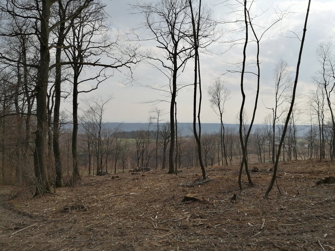 IMG_20200319_150251.jpg