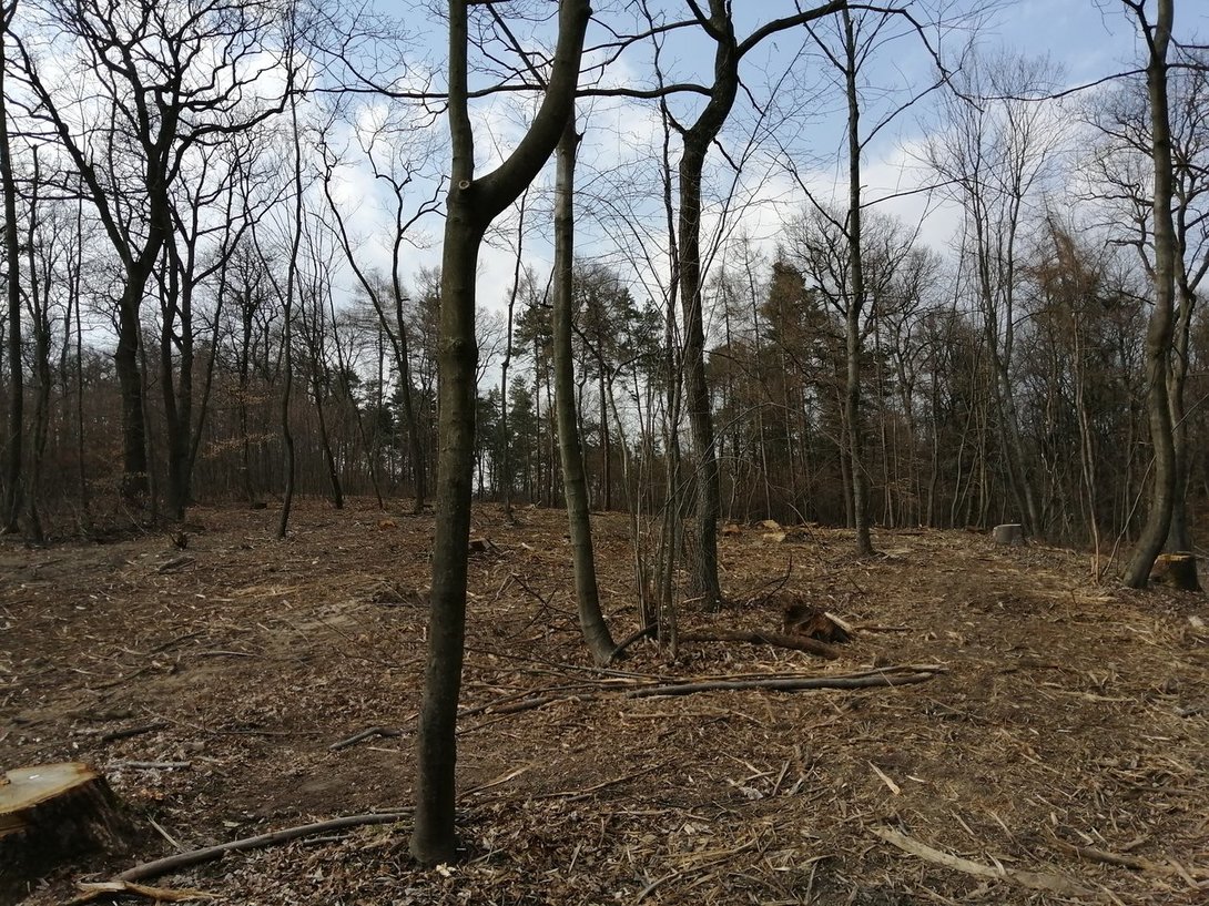 IMG_20200319_150300.jpg