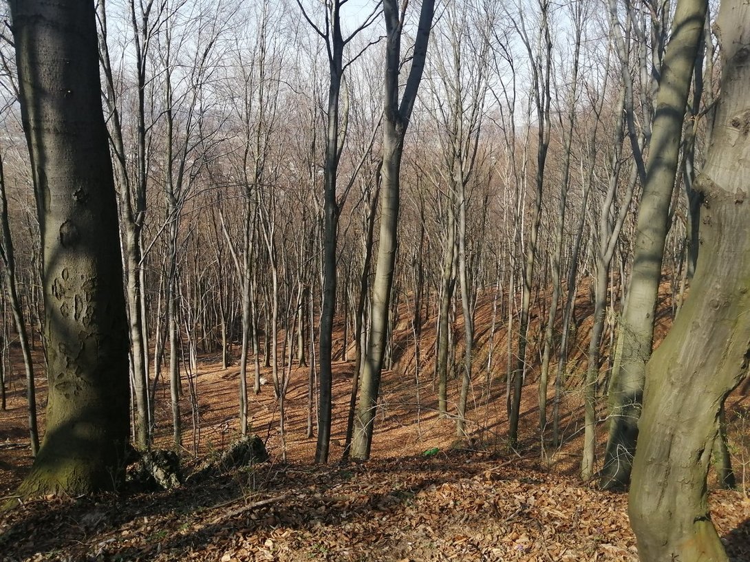 IMG_20200328_140448.jpg