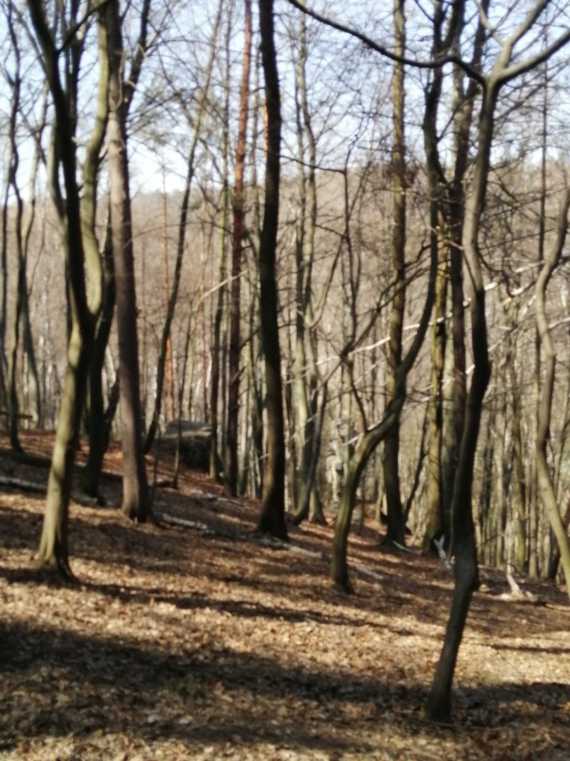 IMG_20200405_132750.jpg
