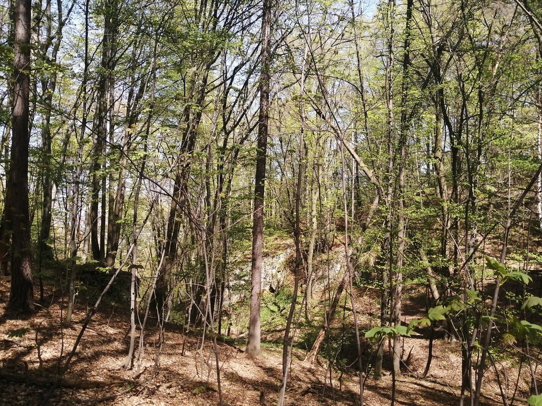 IMG_20200420_125805.jpg
