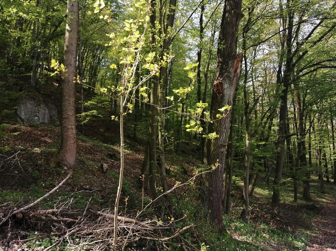 IMG_20200424_115509.jpg