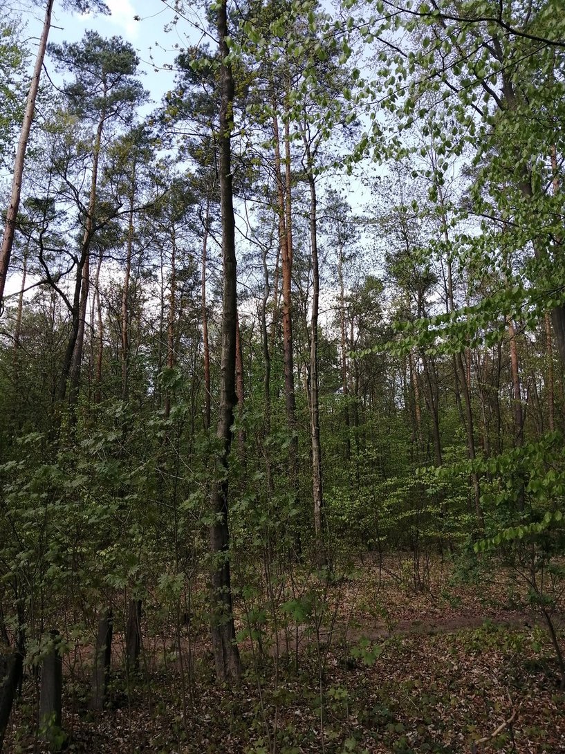 IMG_20200427_134530.jpg