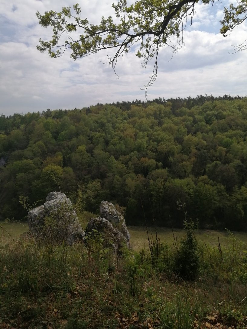 IMG_20200428_133843.jpg