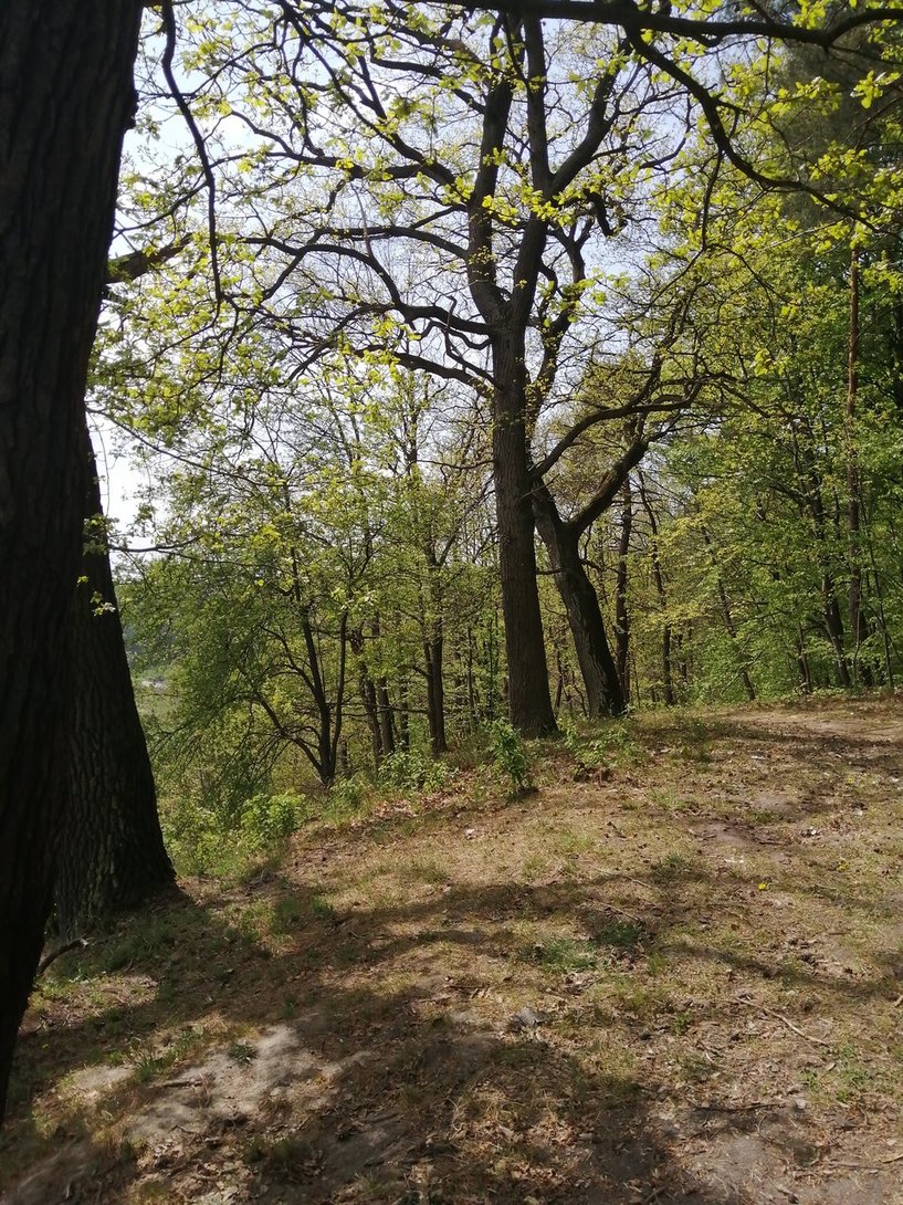 IMG_20200428_133856.jpg