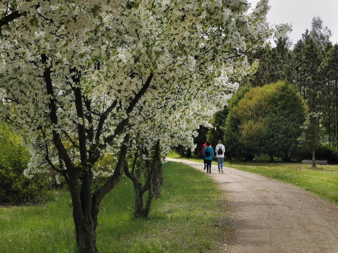 2098783767_IMG_20200516_140652ArboretumStradomiaPM.thumb.jpg.3ffdc098b60d8af7f21a0be513d1136e.jpg