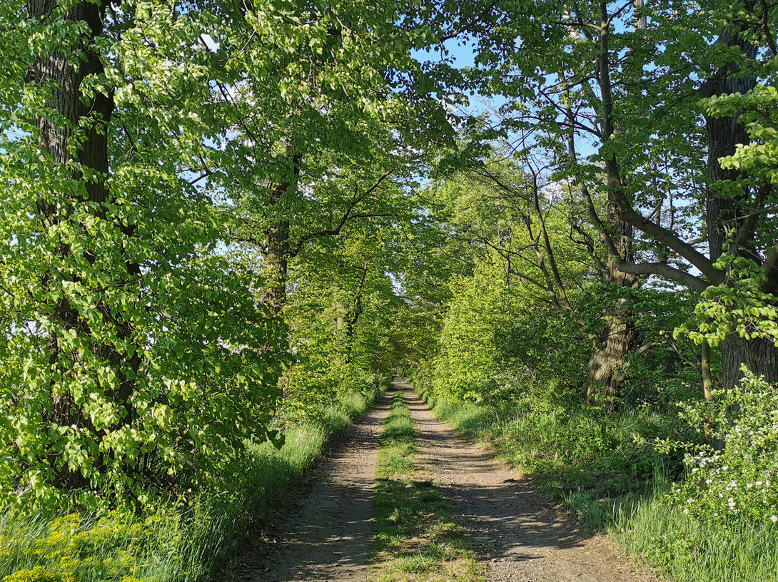 290667448_IMG_20200516_180504TrasaSycw-ArboretumPK.thumb.jpg.3264ee5e0142125969179101094ef57f.jpg