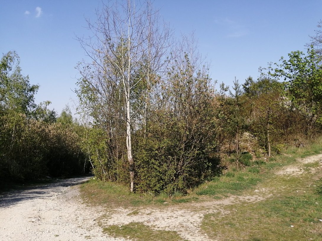 IMG_20200504_163758.jpg