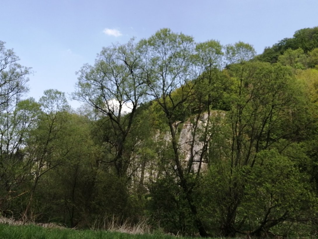 IMG_20200509_130355.jpg