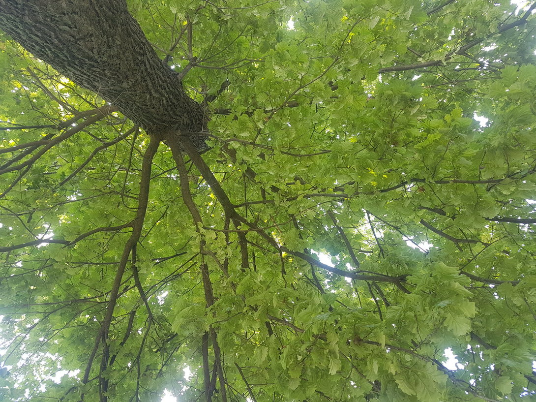 20200725_144530.thumb.jpg.ba7ba5f0936d48c5ea4d915d7bef0628.jpg