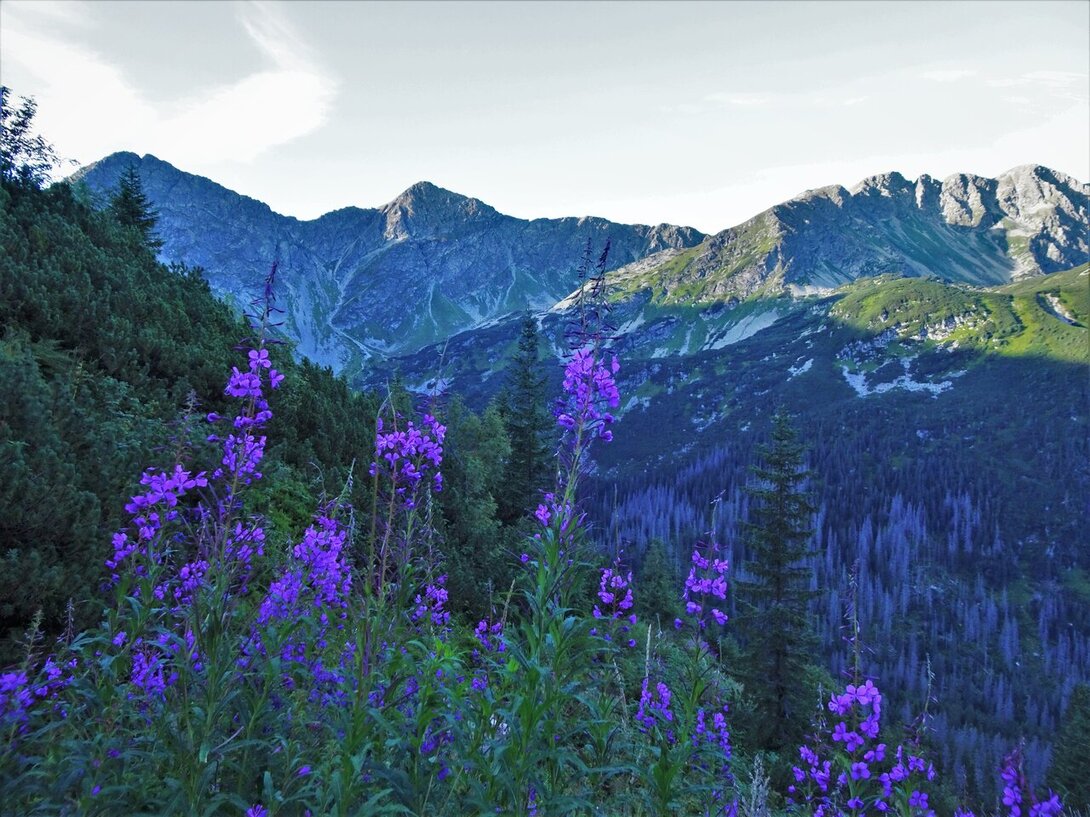 DSC06835.thumb.JPG.bc1dc8b112c5903e3b24ccf7e9857234.JPG
