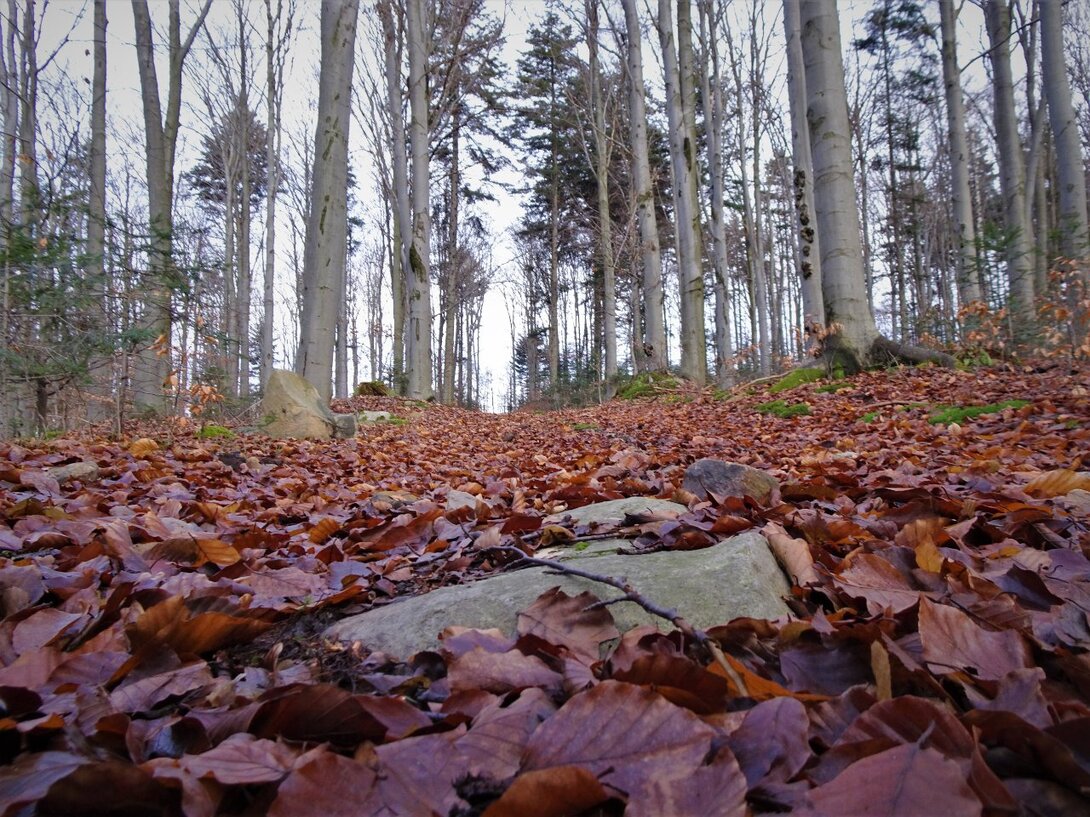 DSC08175.thumb.JPG.50c684b6f74d6d7b7e2df25a74008d6d.JPG