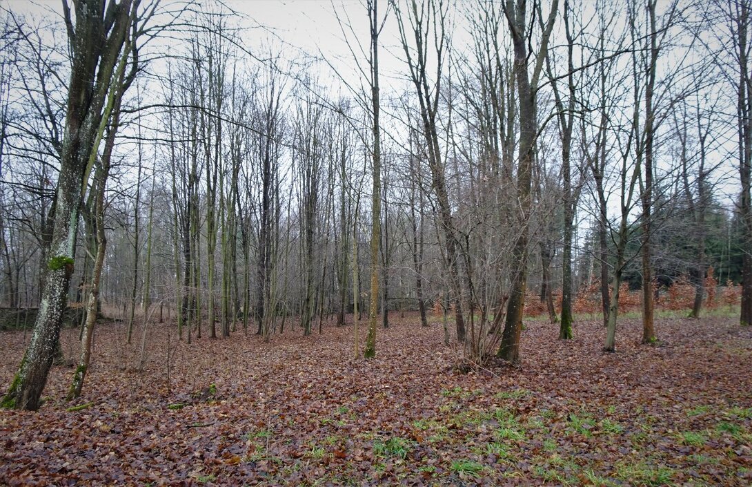 DSC08326.thumb.JPG.7ca0c0f4dde6f9dc4b955fbf2c35429c.JPG