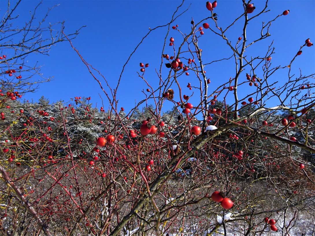 DSC08457.thumb.JPG.8d043009abb8f6925d5dc484a7820de5.JPG