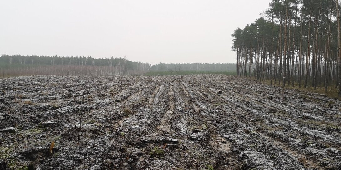 IMG_20210109_111647.thumb.jpg.f2de3e7a794ed62c052e0c0763263e1e.jpg