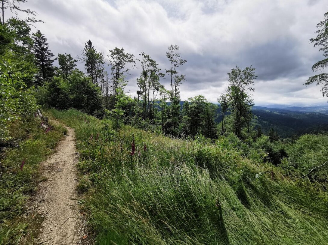 1192750991_IMG_20210624_103752SingletrackOrowiec-czerwP.thumb.jpg.8f6d14a6188417ebf71de7ee69bf686b.jpg